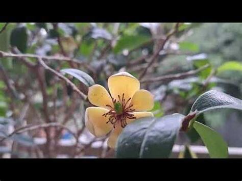 含笑花 風水